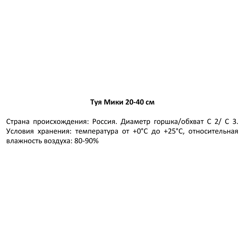Фото 3 Туя Мики ø19 h20 - 40 см Фото 3 Туя Мики ø19 h20 - 40 см