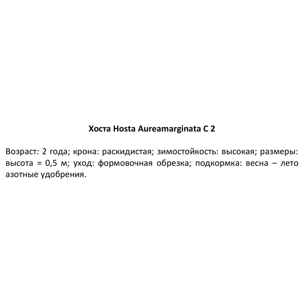 Фото 2 Хоста Ауреомаргината ø15 h40 см Фото 2 Хоста Ауреомаргината ø15 h40 см