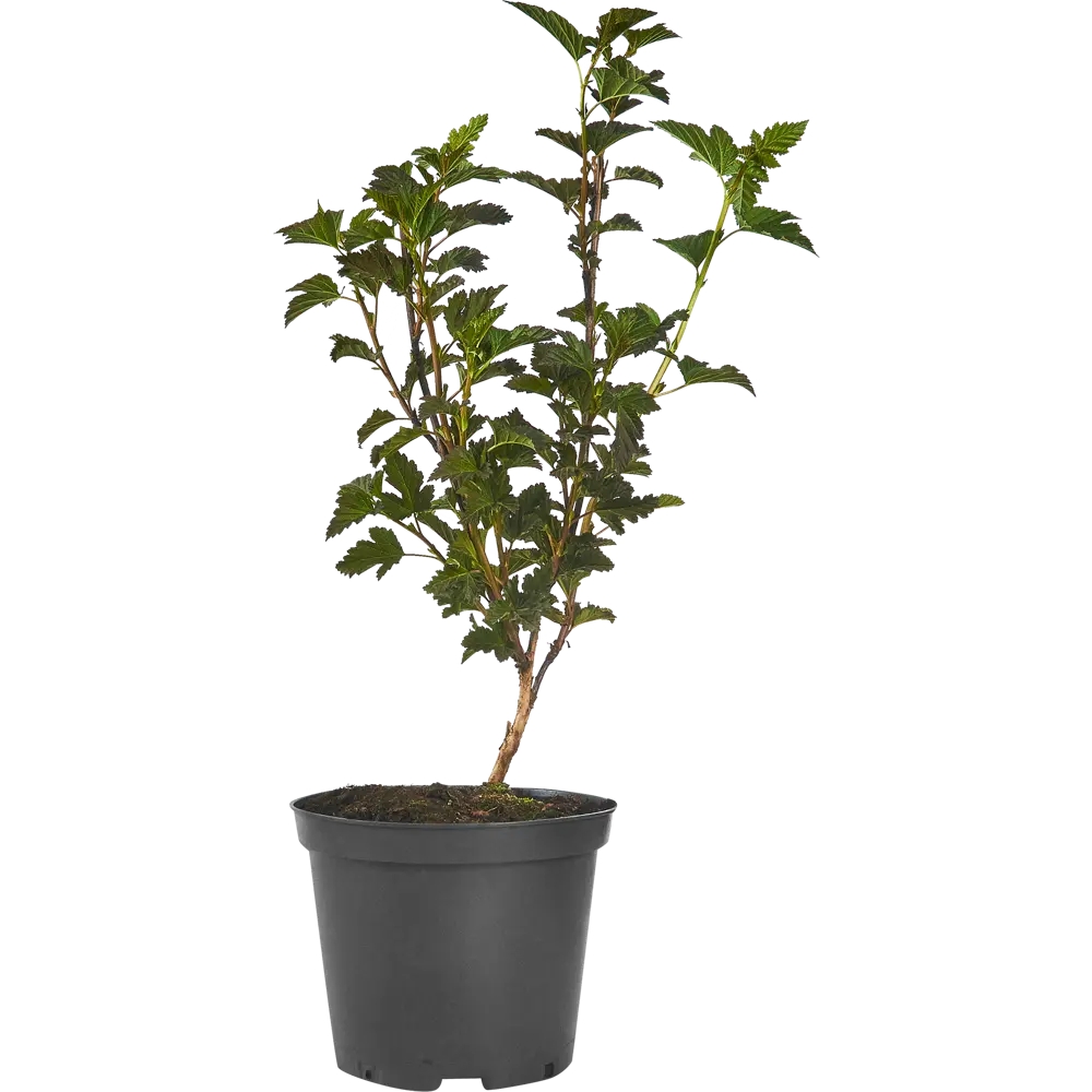 Фото 2 Пузыреплодник Ред Барон ø19 h40 - 60 см