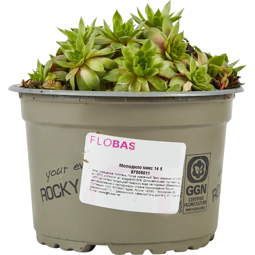 Фото Молодило микс ø14 h5 см