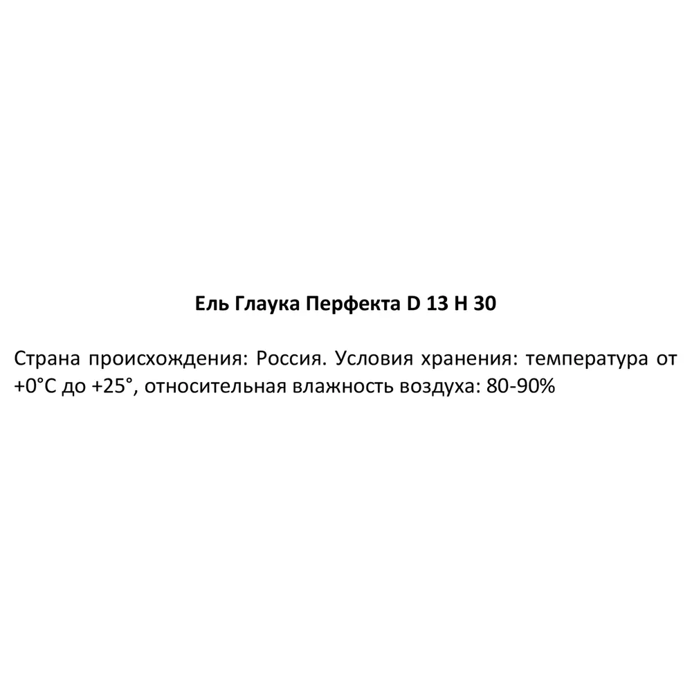 Фото 3 Ель Глаука Перфекта ø13 h40 см Фото 3 Ель Глаука Перфекта ø13 h40 см