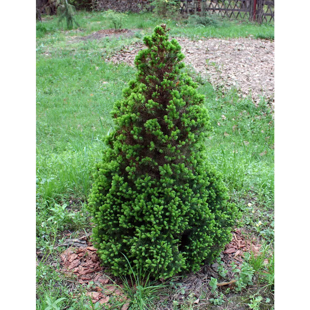 Фото Ель сизая/канадская Перфекта ø19 h50 - 60 см Фото Ель сизая/канадская Перфекта ø19 h50 - 60 см