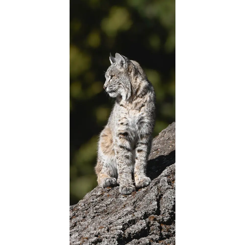 Фото Пленка самоклеящаяся универсальная Wallfix W431 0.95x2.2 м, цвет серый, зеленый, черный Фото Пленка самоклеящаяся универсальная Wallfix W431 0.95x2.2 м, цвет серый, зеленый, черный