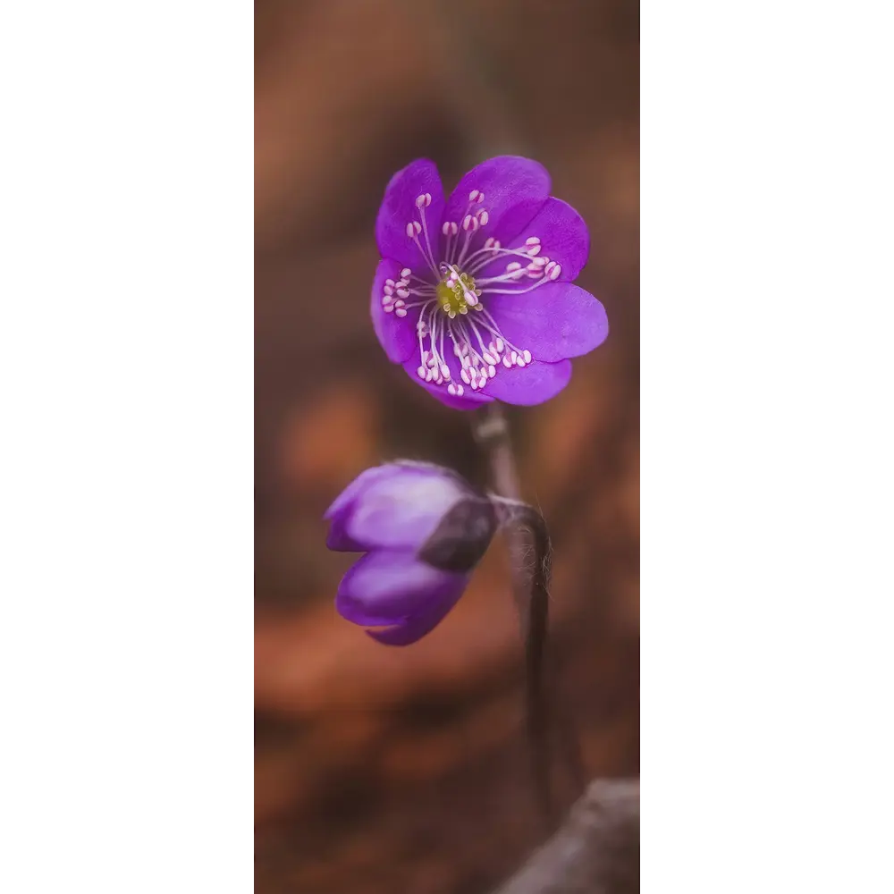 Фото Пленка самоклеящаяся универсальная Wallfix W560 0.95x2.2 м, цвет коричневый, фиолетовый Фото Пленка самоклеящаяся универсальная Wallfix W560 0.95x2.2 м, цвет коричневый, фиолетовый