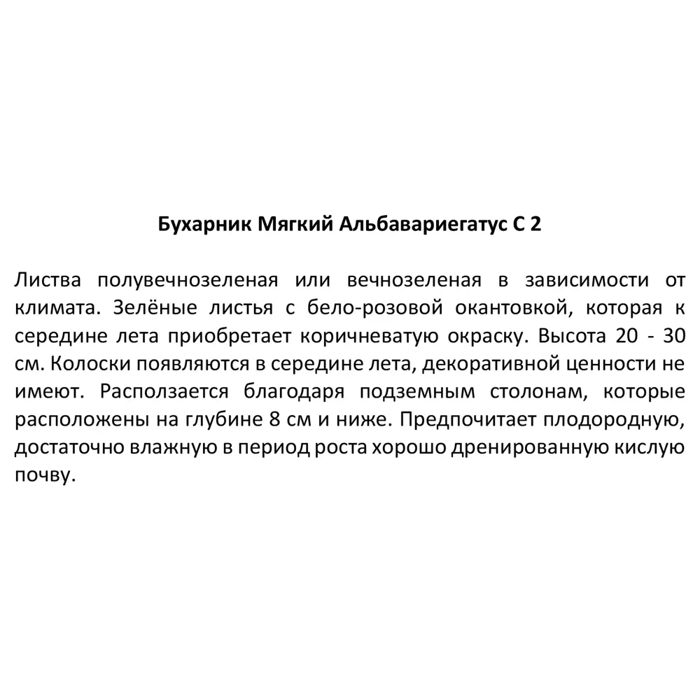 Фото 3 Бухарник Альбавариегатус ø17 h30 см Фото 3 Бухарник Альбавариегатус ø17 h30 см