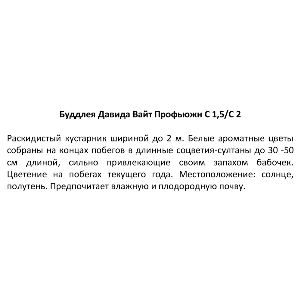 Фото 3 Буддлея Давида Вайт Профьюжн ø17 h30 см