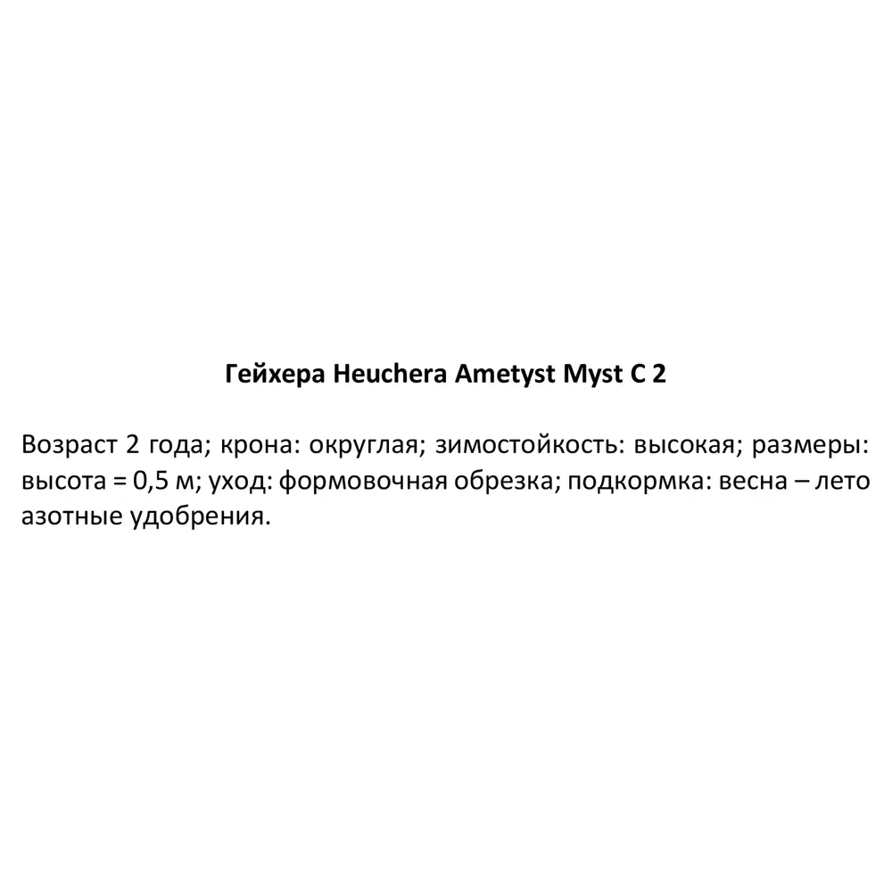 Фото 2 Гейхера Аметист Мист ø15 h40 см Фото 2 Гейхера Аметист Мист ø15 h40 см