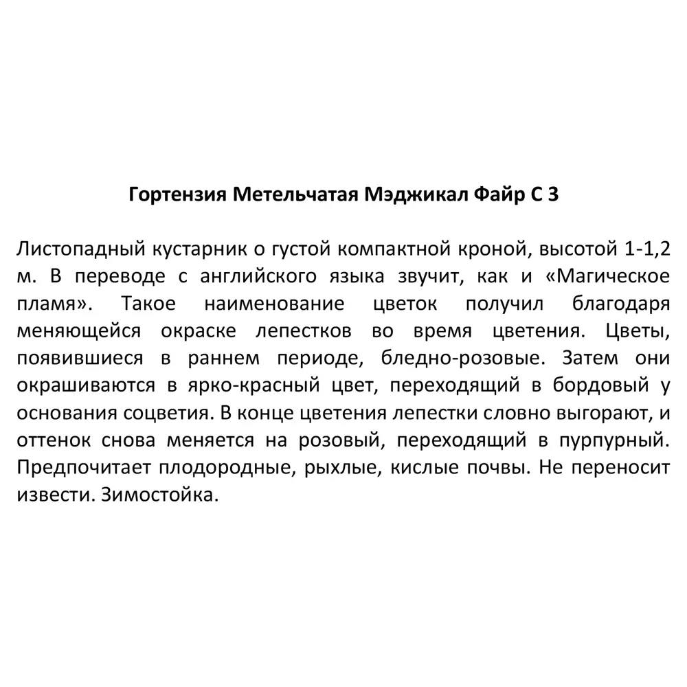 Фото 4 Гортензия метельчатая Мэджикал Файр ø14 h100 см Фото 4 Гортензия метельчатая Мэджикал Файр ø14 h100 см