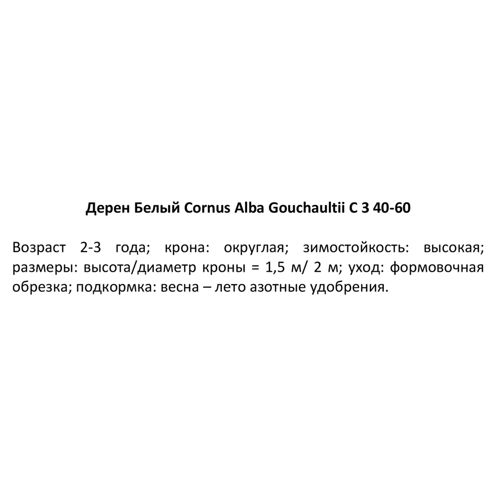 Фото 4 Дёрен белый «Гоучалти», С3/40-60 см Фото 4 Дёрен белый «Гоучалти», С3/40-60 см