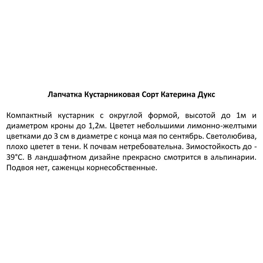 Фото 4 Лапчатка Катерина Дукс ø15 h30 см Фото 4 Лапчатка Катерина Дукс ø15 h30 см