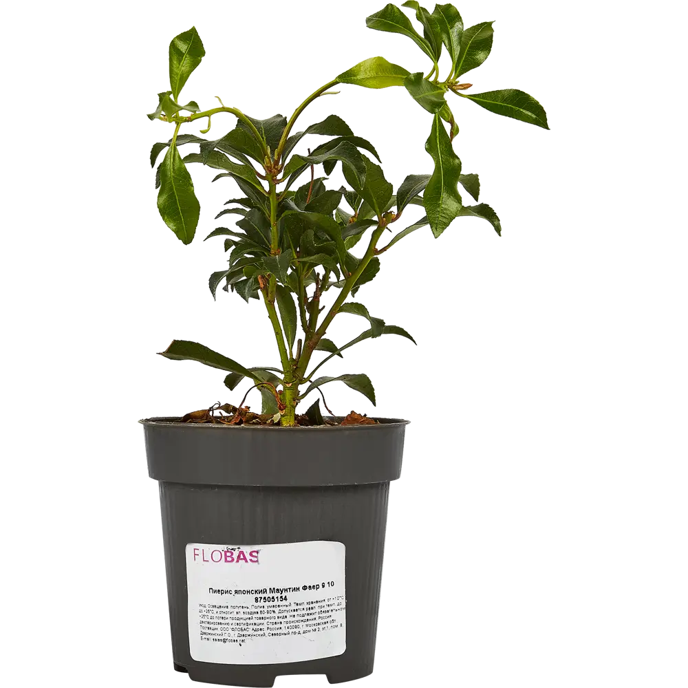 Фото Пиерис японский Маунтин Фаер ø9 h90 см Фото Пиерис японский Маунтин Фаер ø9 h90 см