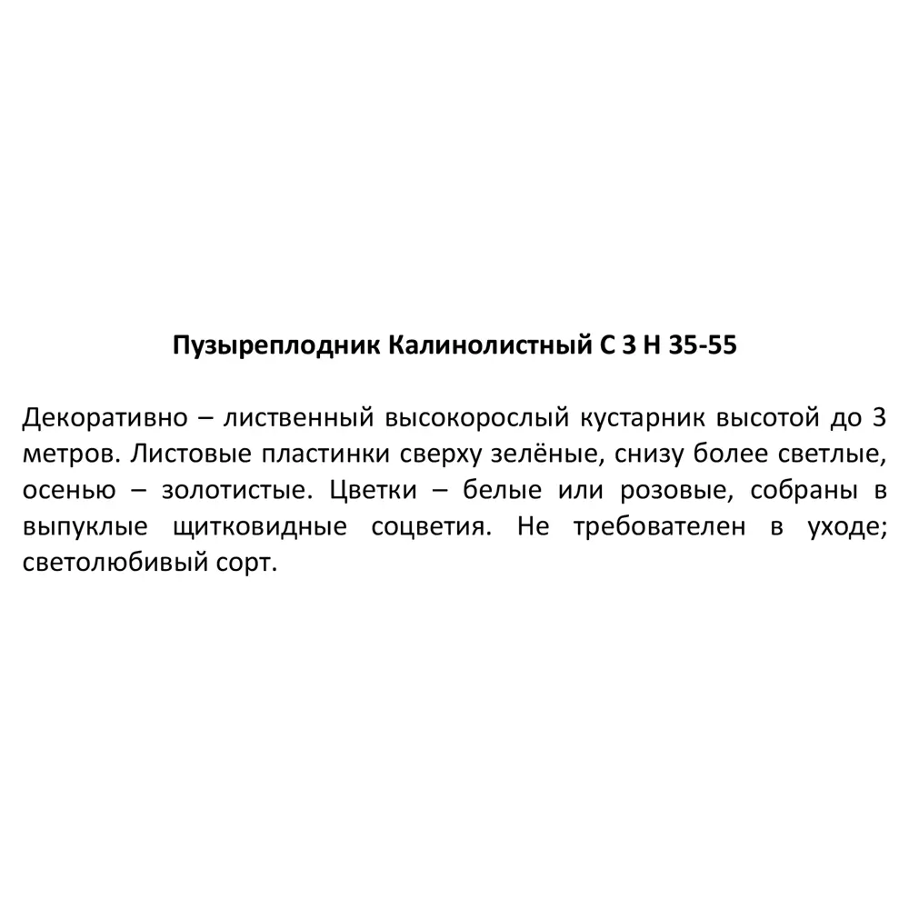 Фото 3 Пузыреплодник калинолистный h35-55 см Фото 3 Пузыреплодник калинолистный h35-55 см