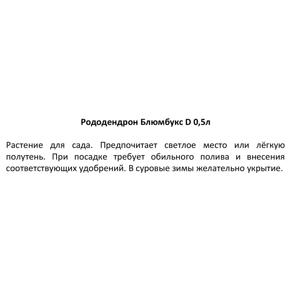 Фото 4 Рододендрон Блюмбукс h10 Фото 4 Рододендрон Блюмбукс h10