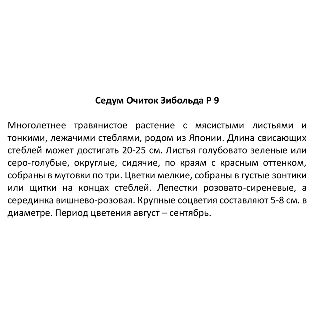 Фото 3 Седум микс ø9 h30 см Фото 3 Седум микс ø9 h30 см