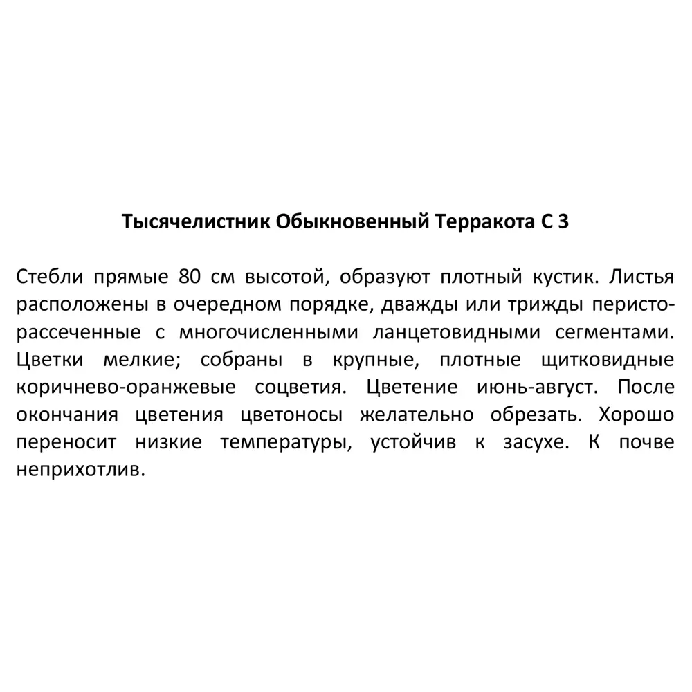 Фото 5 Тысячелистник обыкновенный Терракота ø14 h50 см Фото 5 Тысячелистник обыкновенный Терракота ø14 h50 см