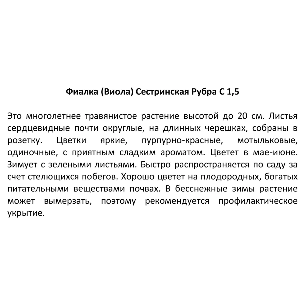 Фото 4 Фиалка сестринская Рубра ø11.5 h30 см Фото 4 Фиалка сестринская Рубра ø11.5 h30 см