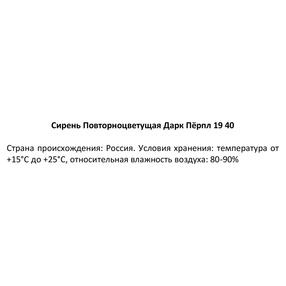 Фото 4 Сирень повторноцветущая Дарк Перпл ø19 h40 см Фото 4 Сирень повторноцветущая Дарк Перпл ø19 h40 см
