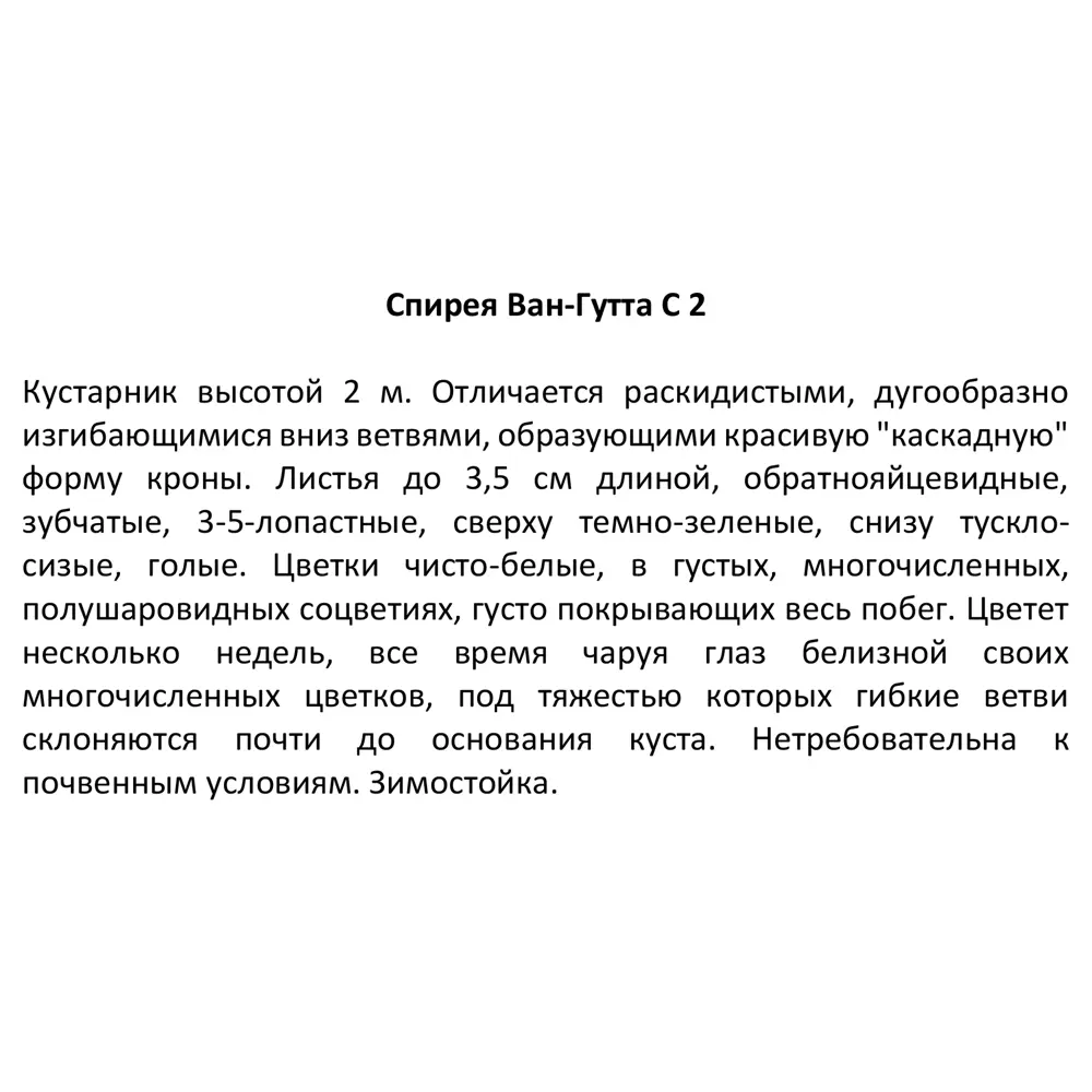 Фото 4 Спирея Ван-гутта ø17 h50 см Фото 4 Спирея Ван-гутта ø17 h50 см