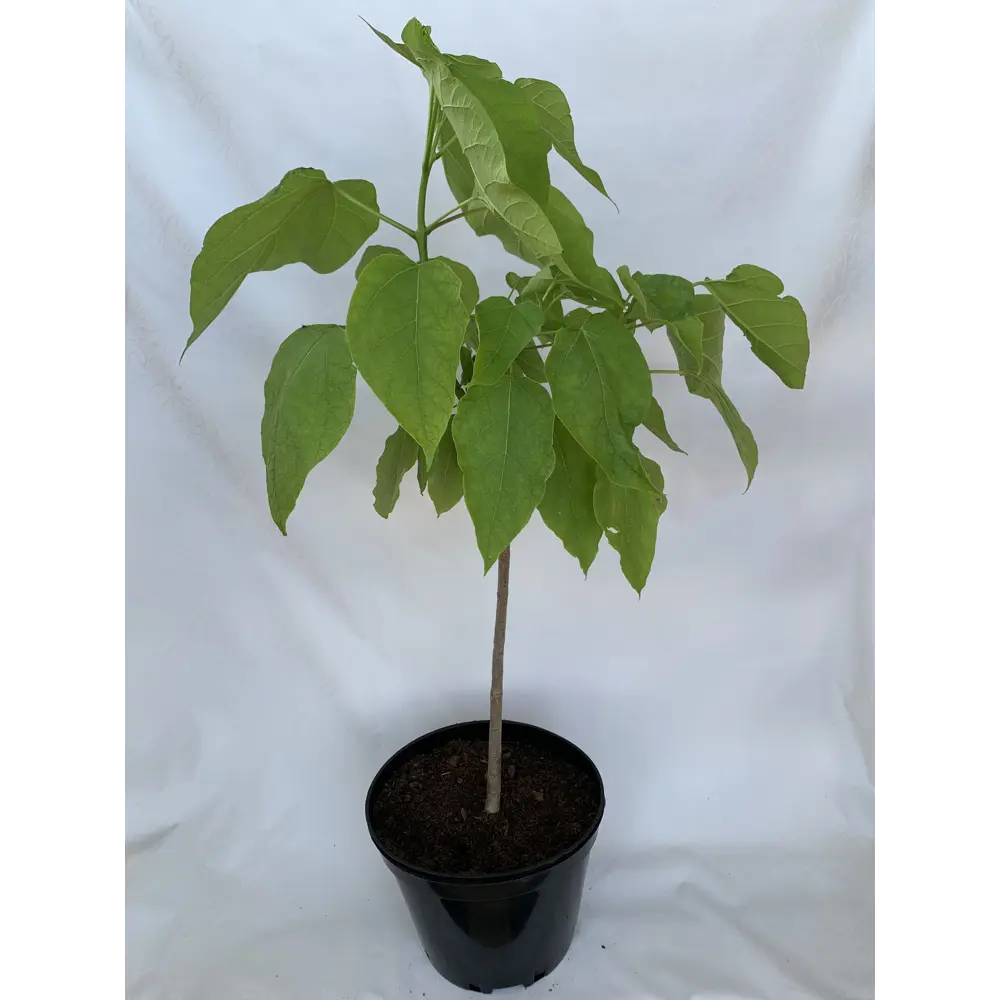 Фото 2 Катальпа бигнониевидная С5 ø22 h50 - 60 см