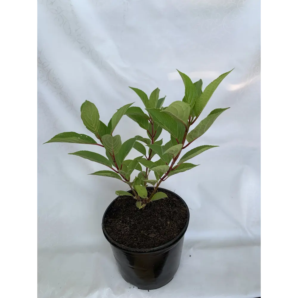 Фото 2 Гортензия Куишу С3 ø19 h30 - 40 см Фото 2 Гортензия Куишу С3 ø19 h30 - 40 см