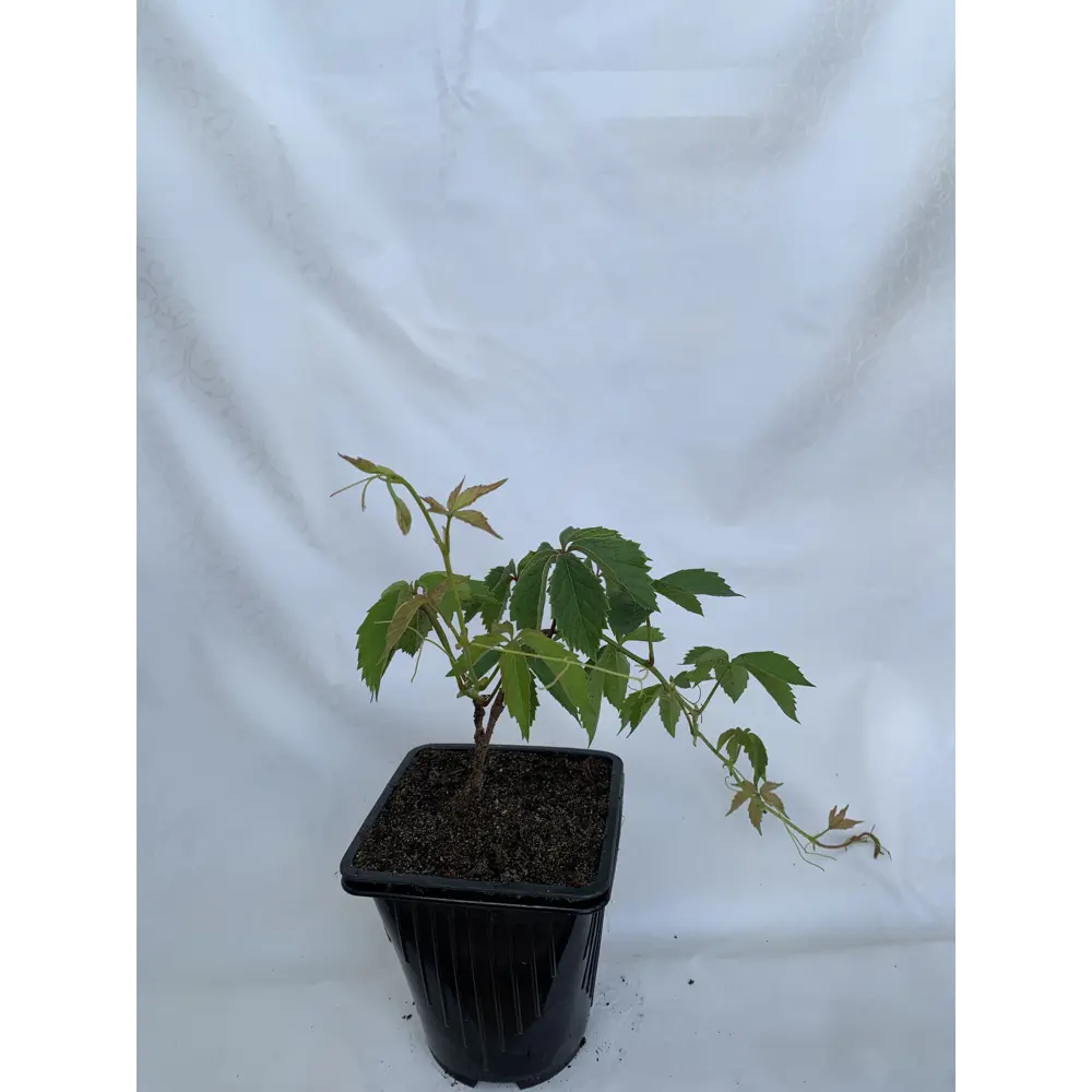 Фото 2 Виноград девичий h15 - 25 см