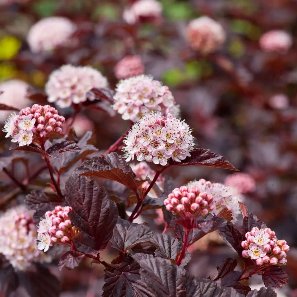 Фото Пузыреплодник красный Леди ин Ред ø9 h15 см Фото Пузыреплодник красный Леди ин Ред ø9 h15 см