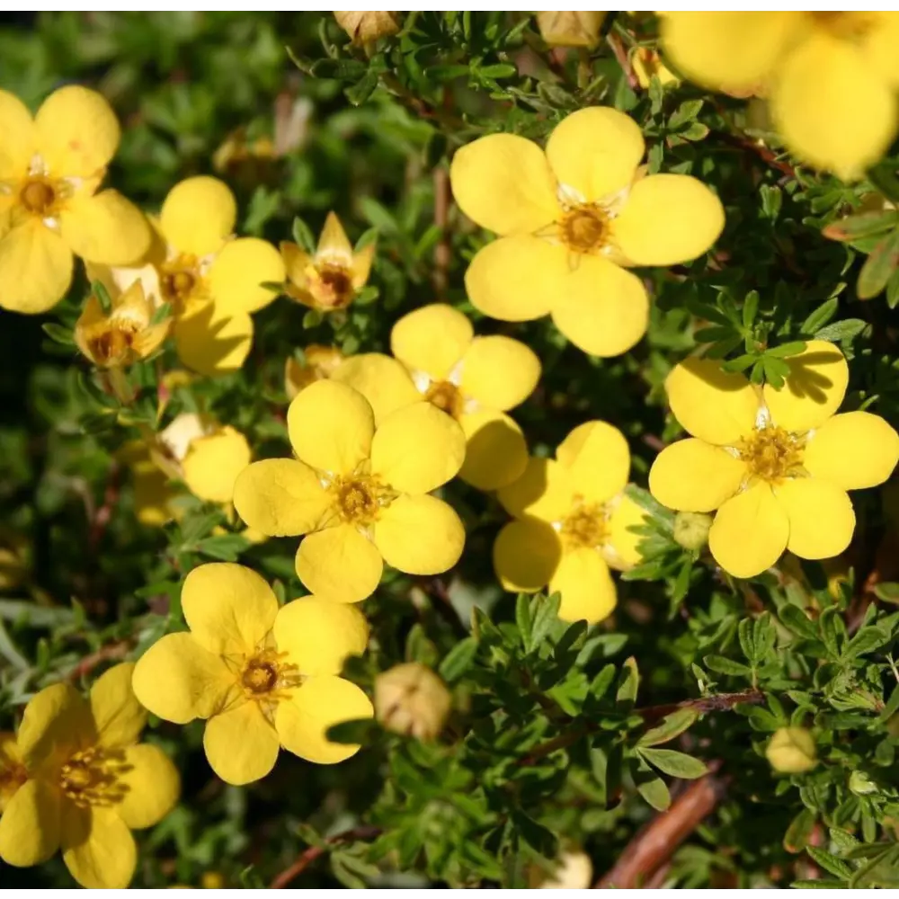 Фото Лапчатка желтая Голд Стар ø9 h10 см Фото Лапчатка желтая Голд Стар ø9 h10 см