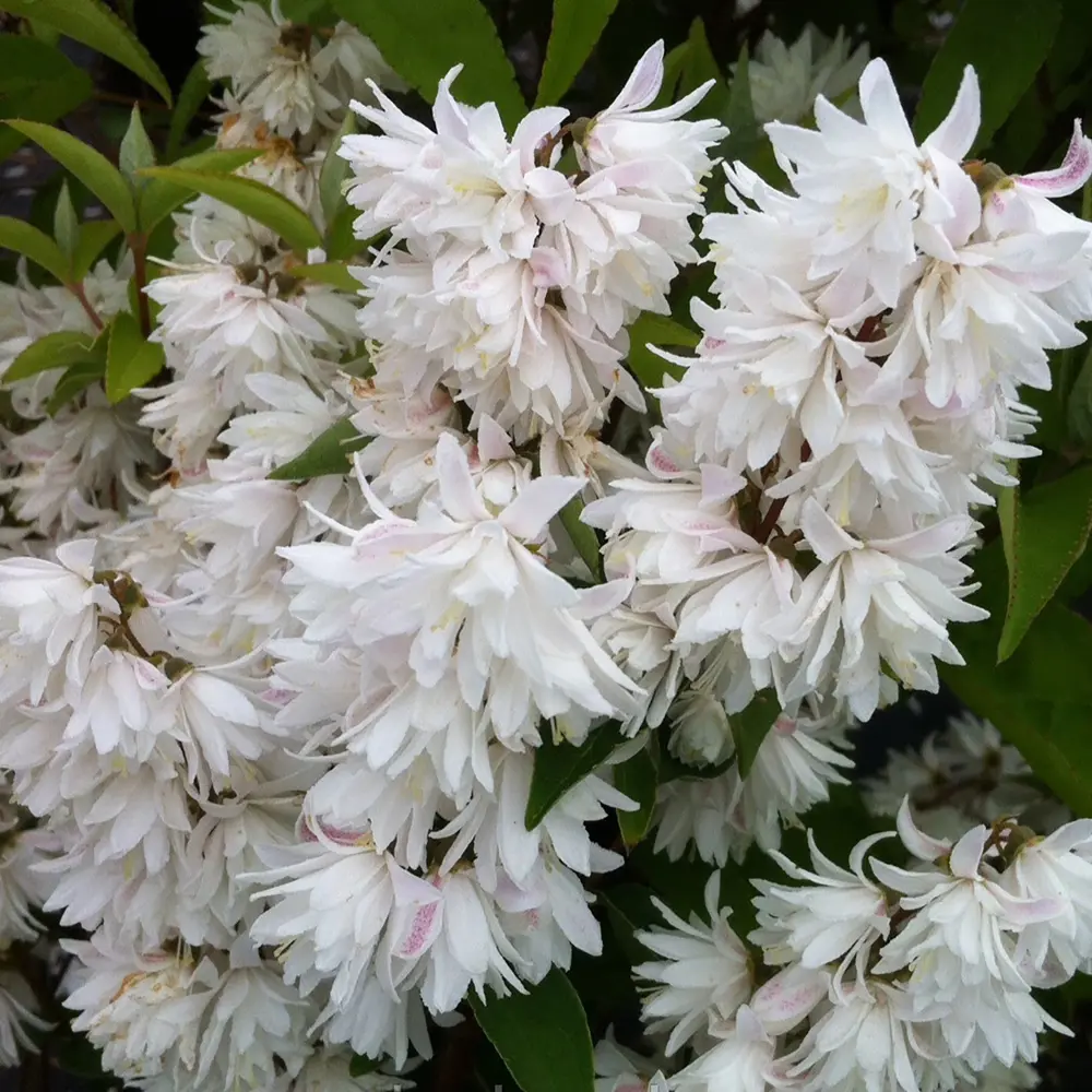 Фото Дейция ø9 h20 см Фото Дейция ø9 h20 см