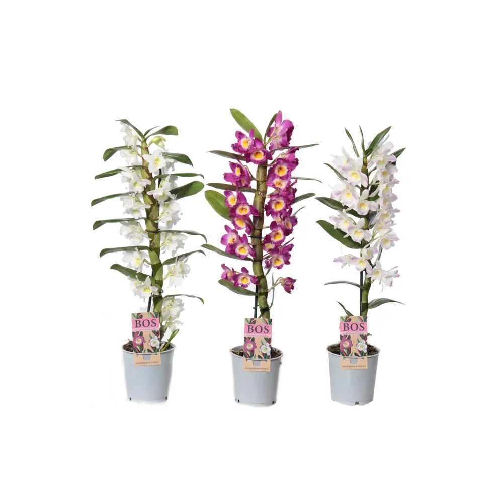 Фото Орхидея Дендробиум Нобиле ø12 h55 см Фото Орхидея Дендробиум Нобиле ø12 h55 см