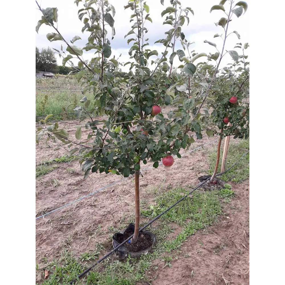 Фото Яблоня Мельба ø22 h125 - 150 см Фото Яблоня Мельба ø22 h125 - 150 см