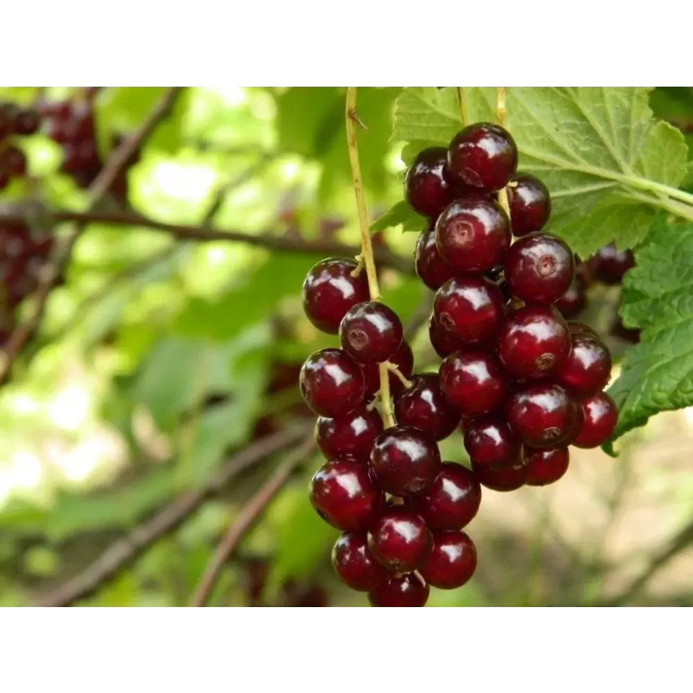 Фото Смородина красная Виксне ø22 h20 - 40 см Фото Смородина красная Виксне ø22 h20 - 40 см