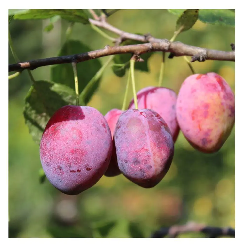 Фото Слива Конфетная ø22 h150 - 200 см Фото Слива Конфетная ø22 h150 - 200 см