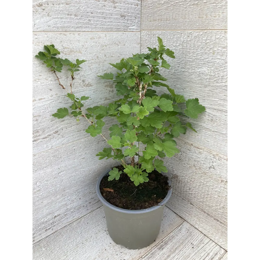 Фото Крыжовник ø14 h40 см Фото Крыжовник ø14 h40 см