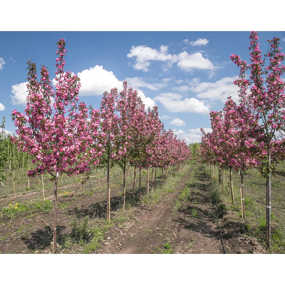 Фото Яблоня Ола h150 - 200 см Фото Яблоня Ола h150 - 200 см