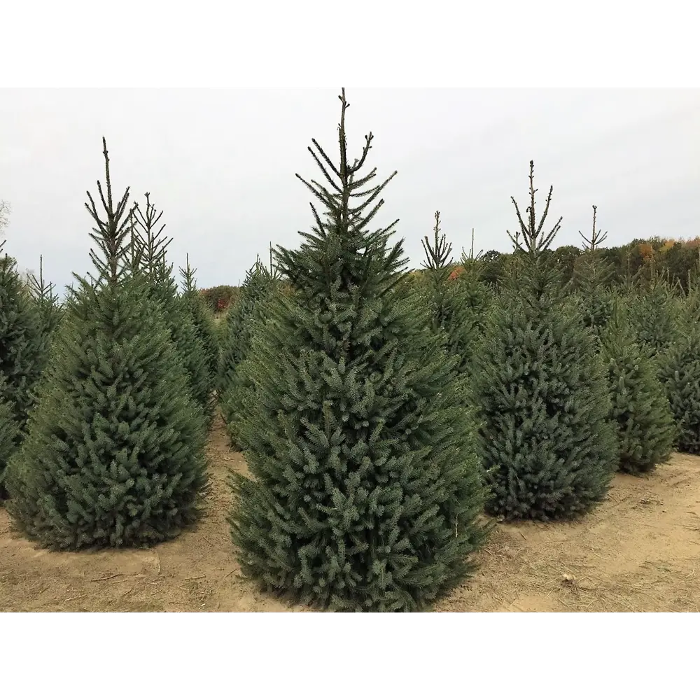 Фото Ель сербская h260 - 280 см Фото Ель сербская h260 - 280 см