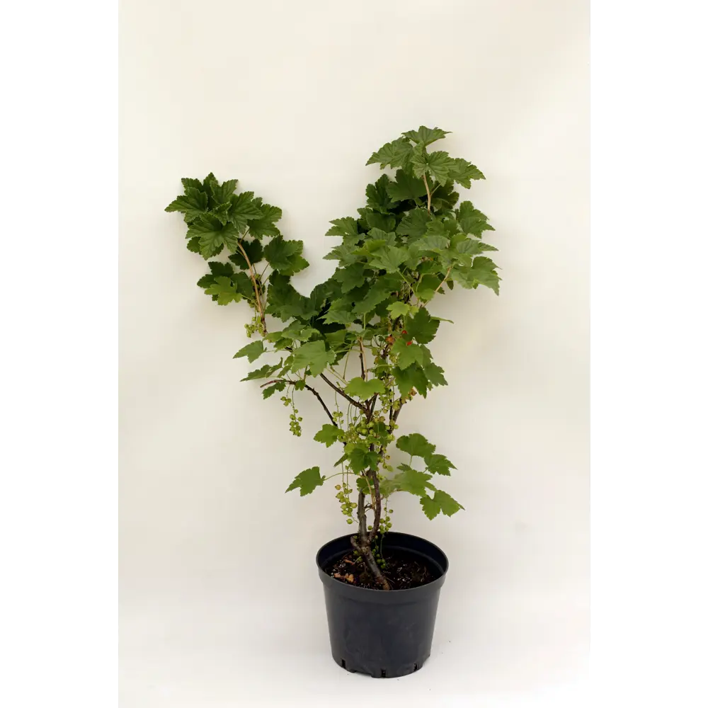 Фото Смородина красная h50 см