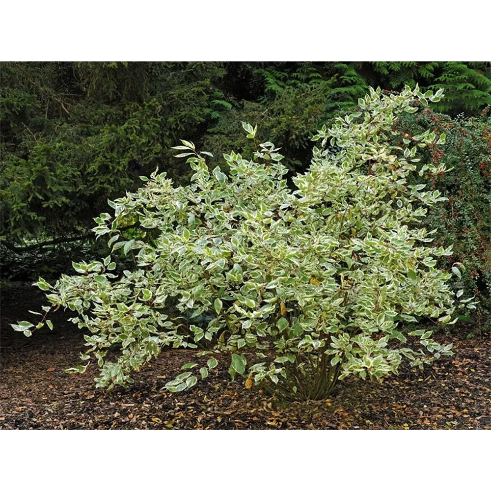 Фото Дерен Видовой ø16 h30 - 40 см