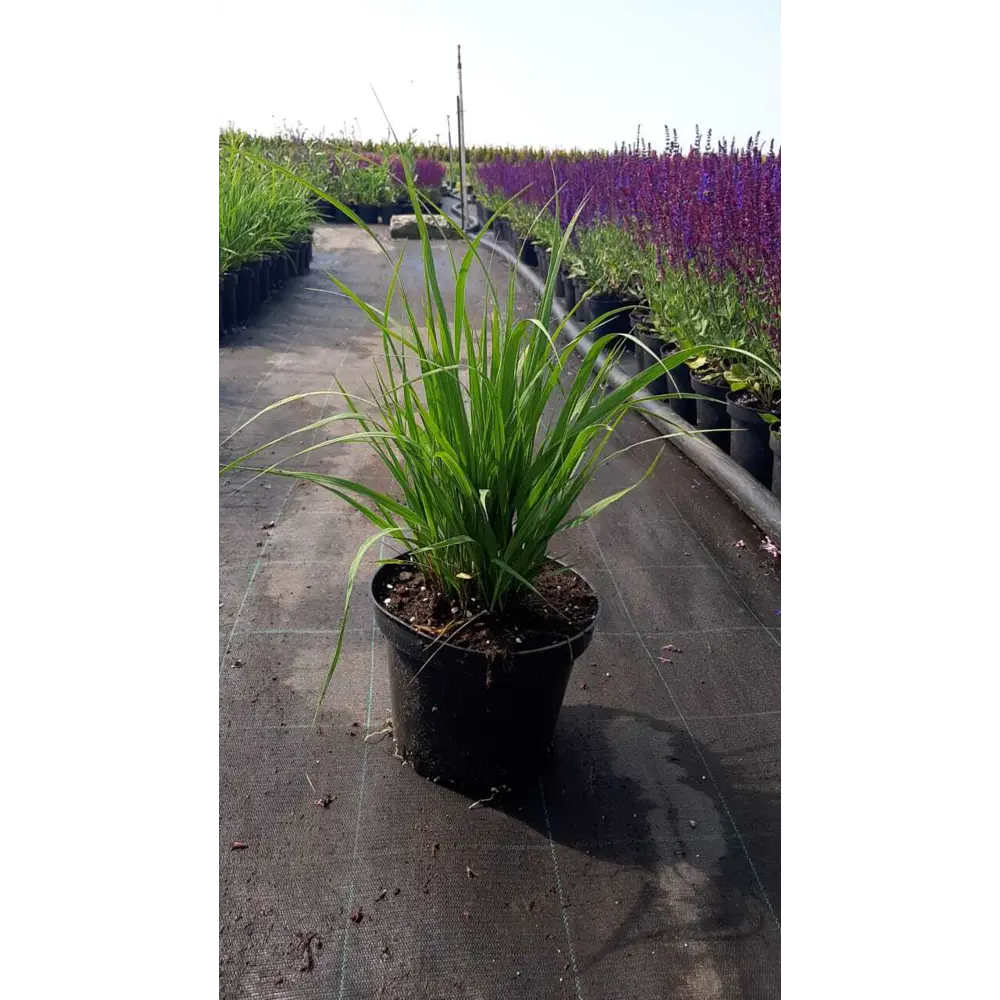 Фото Молиния голубая Дауерштраль ø16 h30 - 40 см