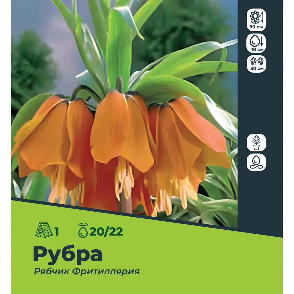 Фото Рябчик Фритиллярия Рубра луковицы 20/22, 1 шт.
