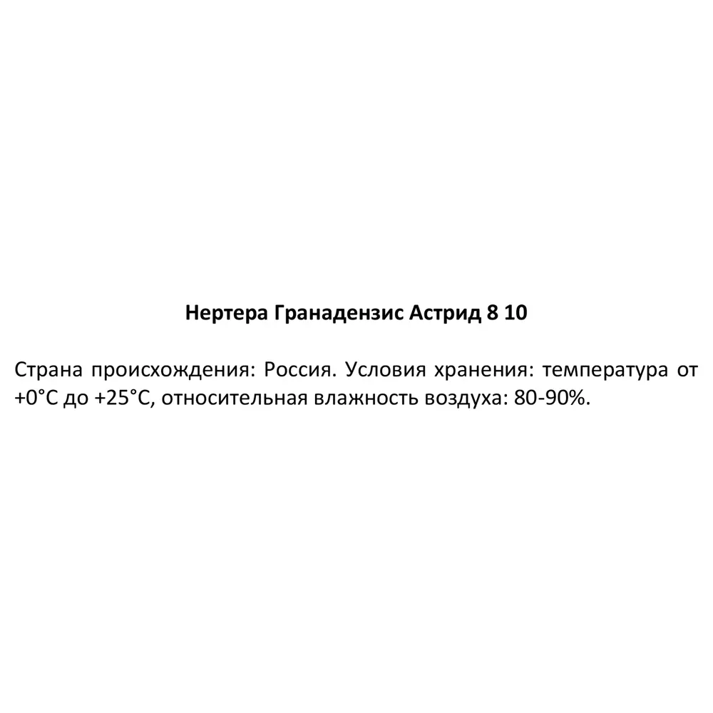 Фото 4 Нертера Гранадензис Астрид ø8 h10 см Фото 4 Нертера Гранадензис Астрид ø8 h10 см
