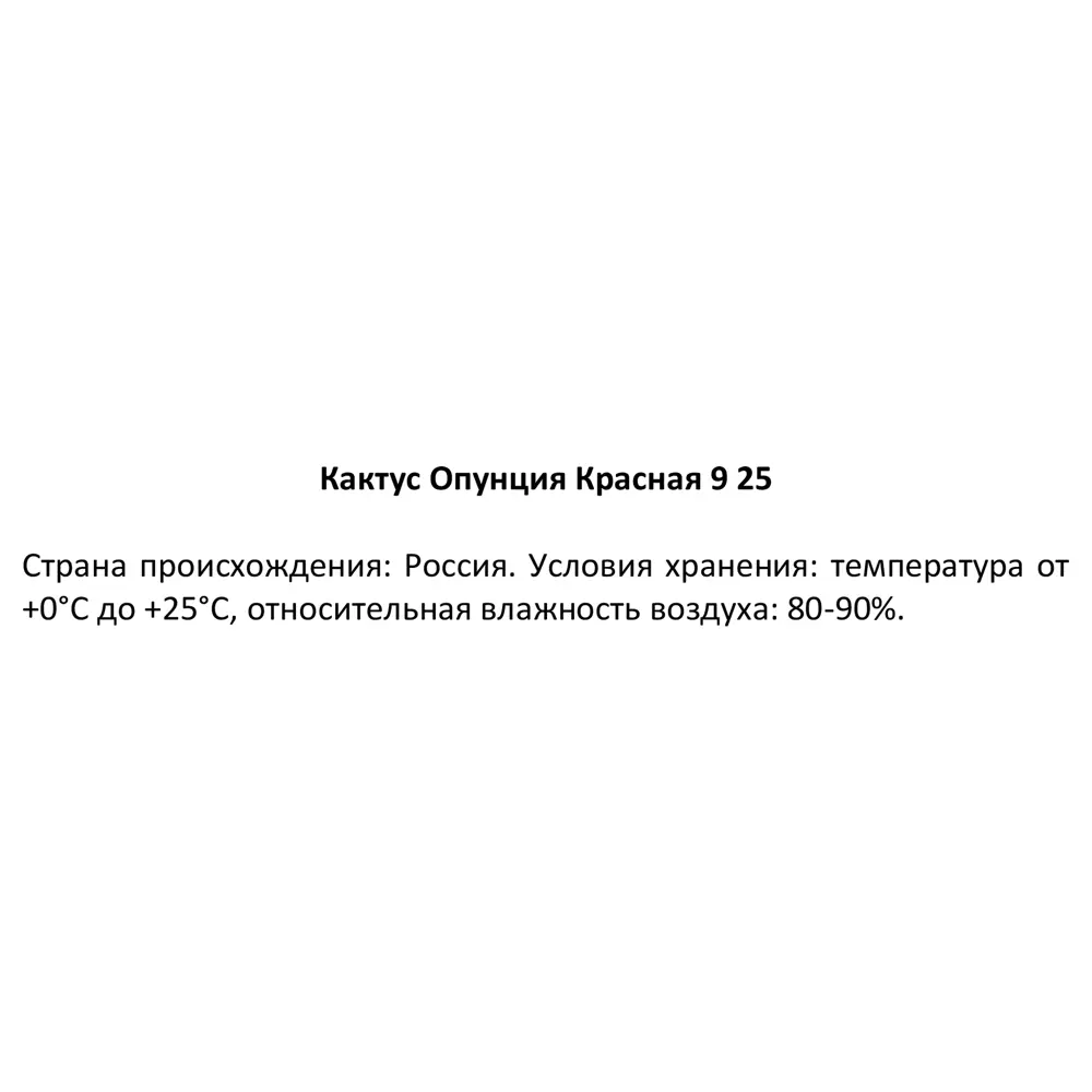 Фото 6 Кактус Опунция красная ø9 h25 см Фото 6 Кактус Опунция красная ø9 h25 см