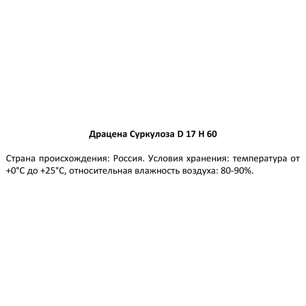 Фото 4 Драцена Суркулоза ø17 h60 см