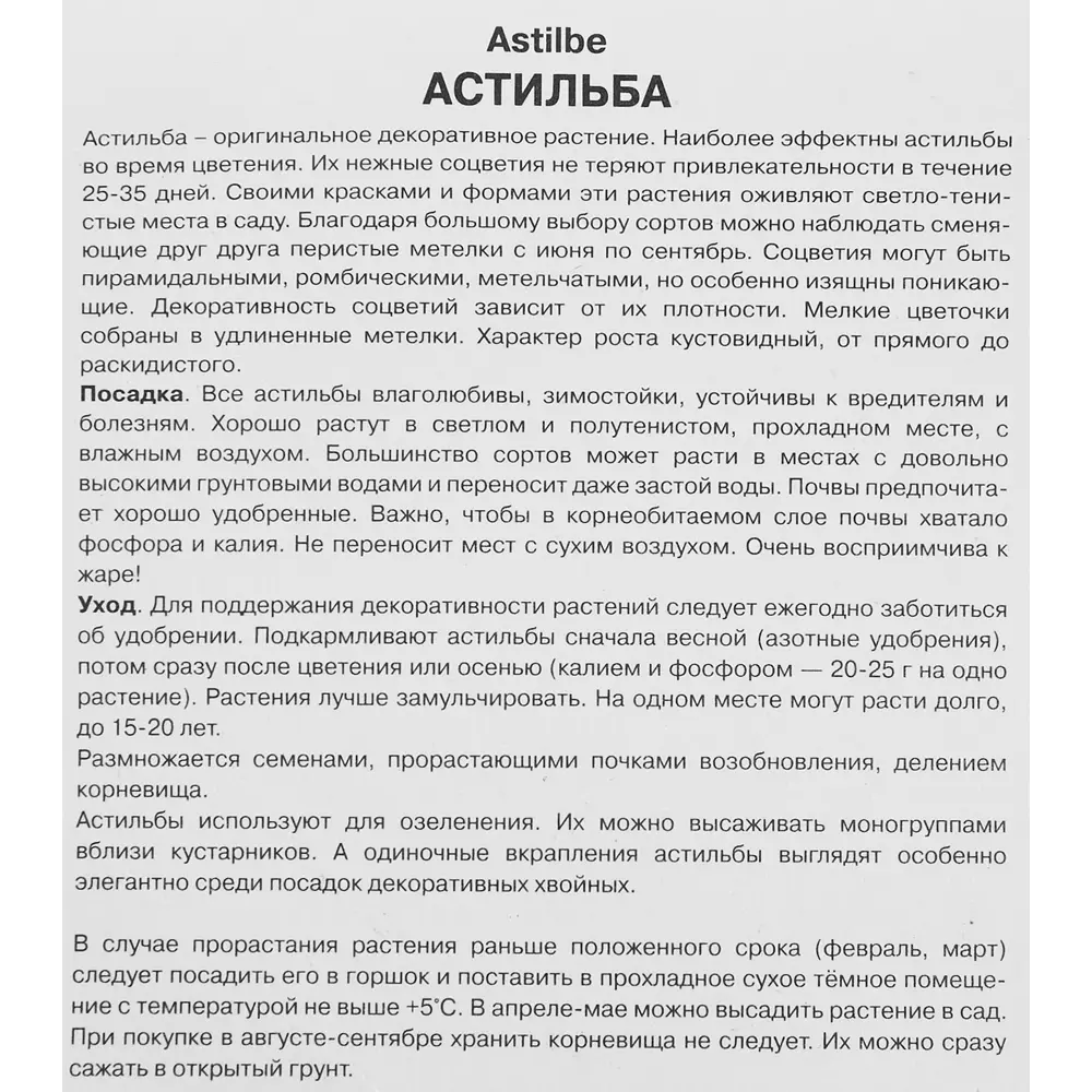 Фото 3 Астильба гибридная Юник Пинк, Фото 3 Астильба гибридная Юник Пинк,