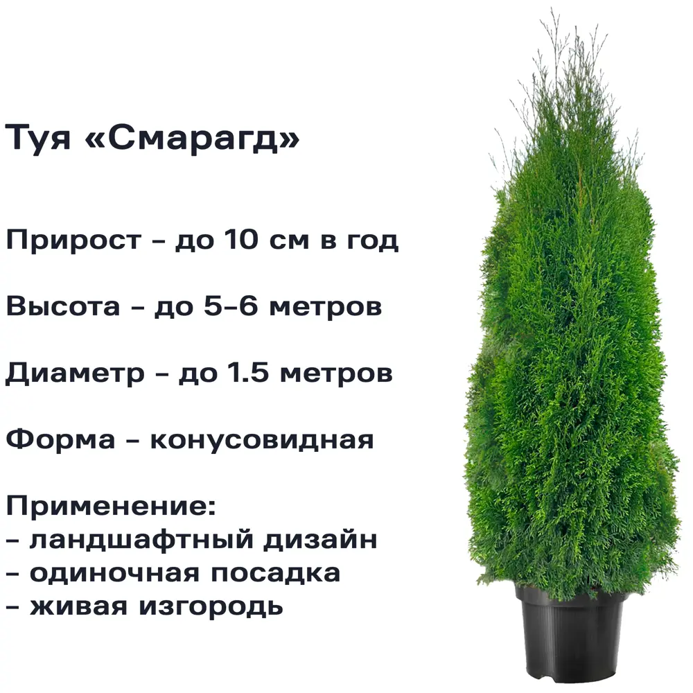 Фото 2 Туя Смарагд h120 см Фото 2 Туя Смарагд h120 см