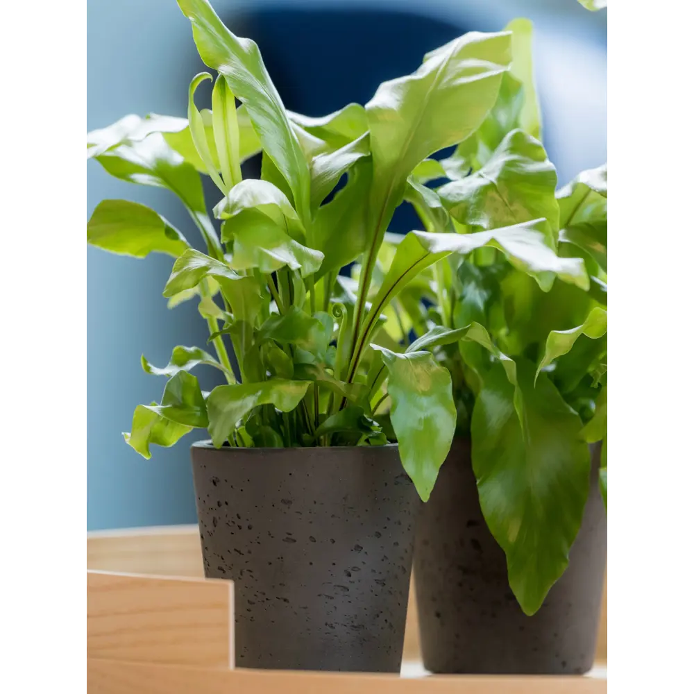 Фото 5 Горшок цветочный Мини баскет Idealist lite 23 см 20 см 8 л искусственный камень коричневый без автополива