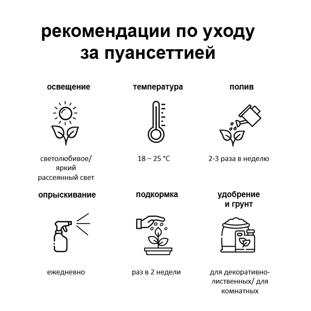 Фото 2 Пуансеттия Красная ø22 h40 см