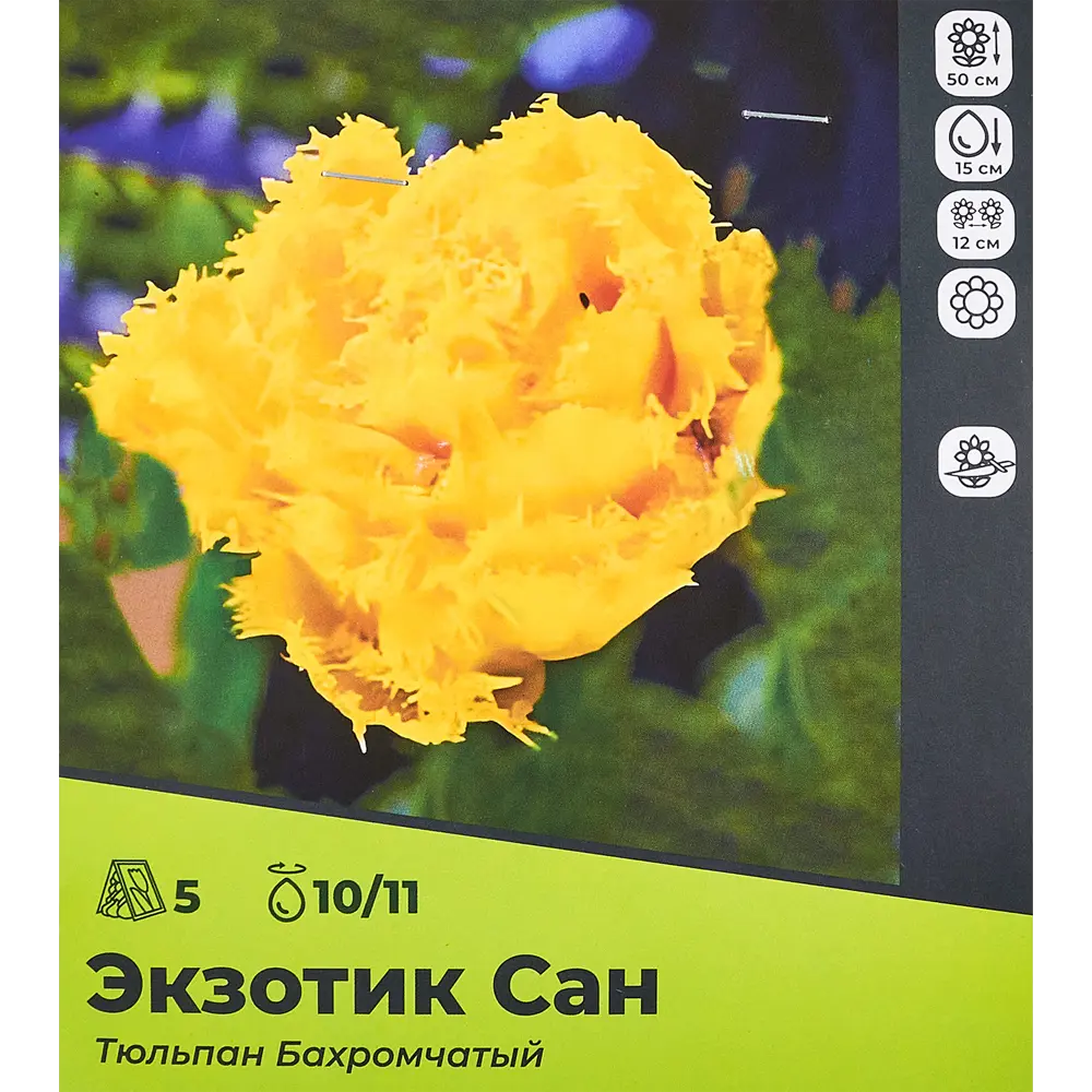 Фото Тюльпан бахромчатый Экзотик Сан луковицы 10/11, 5 шт.