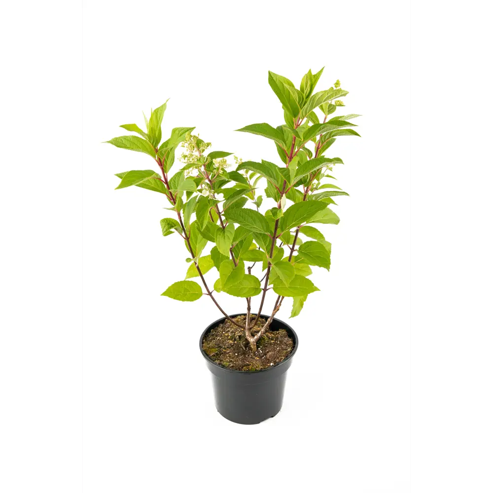 Фото Гортензия метельчатая Мэджикал Кэндл h30 - 50 см