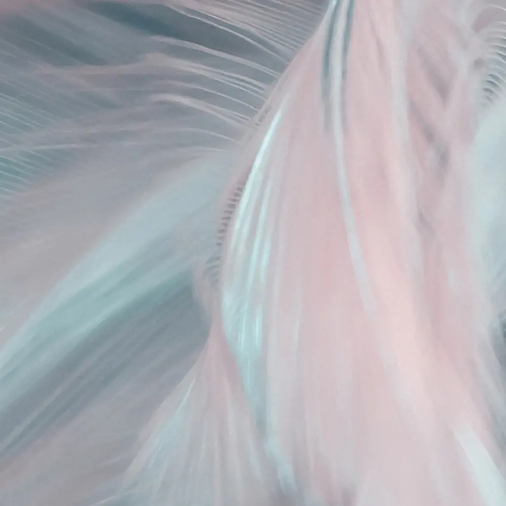 Фото 5 Фотообои виниловые на флизелине OnPrint 500x270 см Cosmofeathers Фото 5 Фотообои виниловые на флизелине OnPrint 500x270 см Cosmofeathers