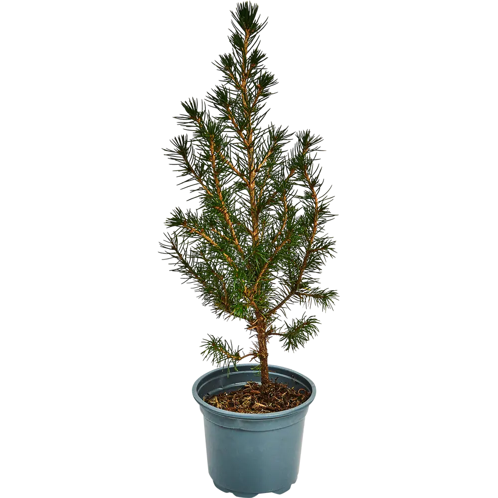 Фото Ель Глаука Перфекта ø9 h30-35 см Фото Ель Глаука Перфекта ø9 h30-35 см